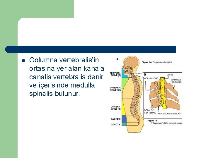 l Columna vertebralis’in ortasına yer alan kanala canalis vertebralis denir ve içerisinde medulla spinalis