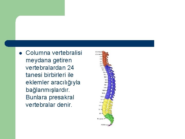 l Columna vertebralisi meydana getiren vertebralardan 24 tanesi birbirleri ile eklemler aracılığıyla bağlanmışlardır. Bunlara