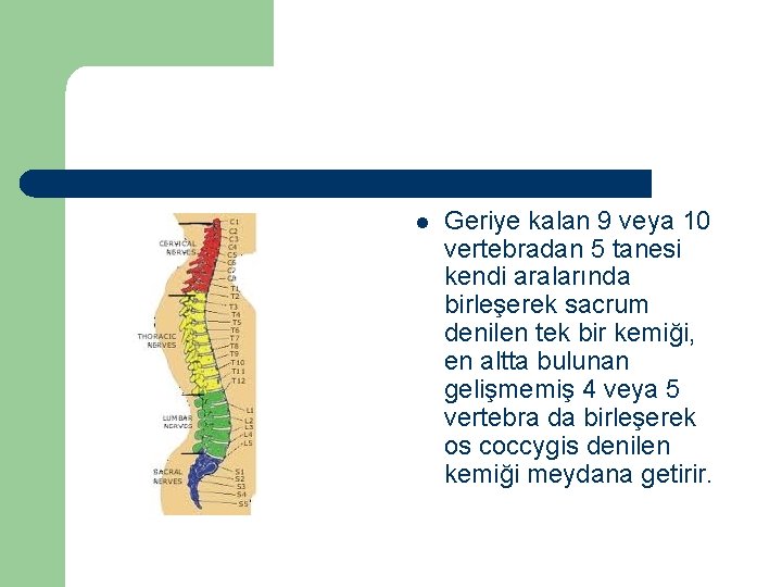 l Geriye kalan 9 veya 10 vertebradan 5 tanesi kendi aralarında birleşerek sacrum denilen