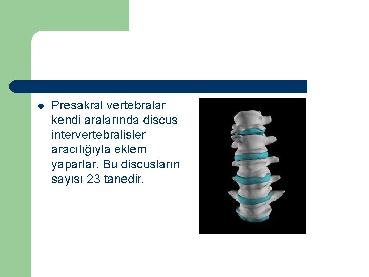 l Presakral vertebralar kendi aralarında discus intervertebralisler aracılığıyla eklem yaparlar. Bu discusların sayısı 23