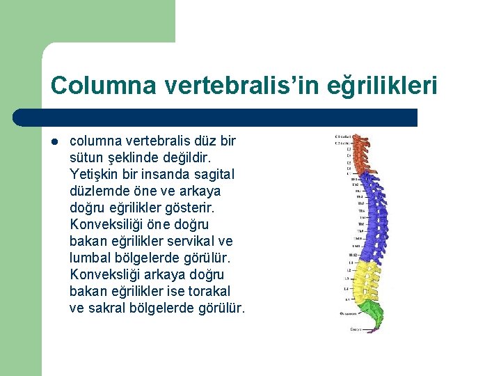 Columna vertebralis’in eğrilikleri l columna vertebralis düz bir sütun şeklinde değildir. Yetişkin bir insanda