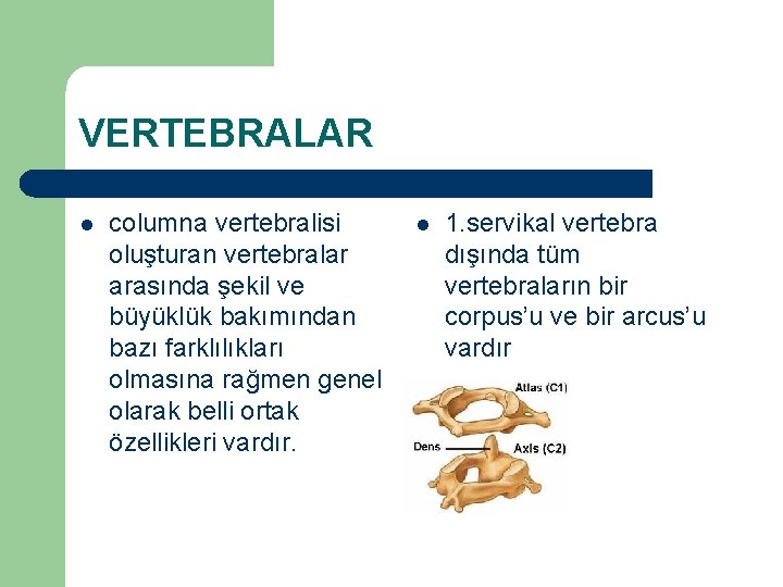 VERTEBRALAR l columna vertebralisi oluşturan vertebralar arasında şekil ve büyüklük bakımından bazı farklılıkları olmasına