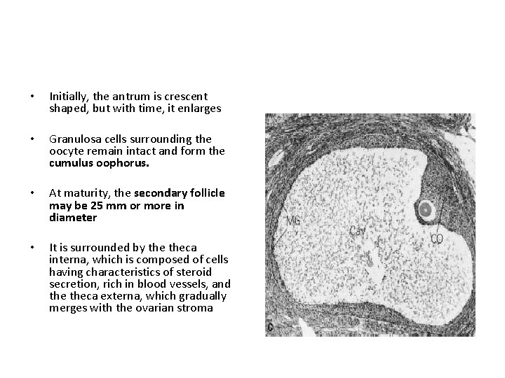  • Initially, the antrum is crescent shaped, but with time, it enlarges •