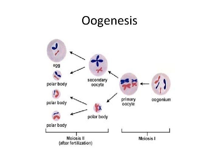 Oogenesis 
