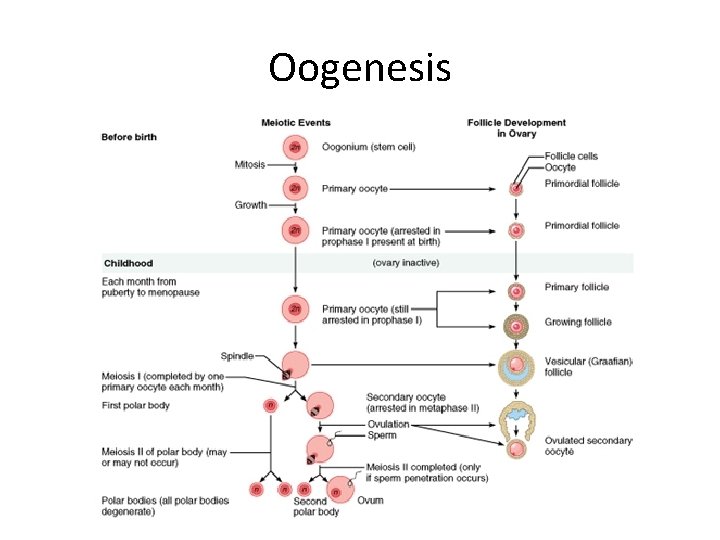 Oogenesis 