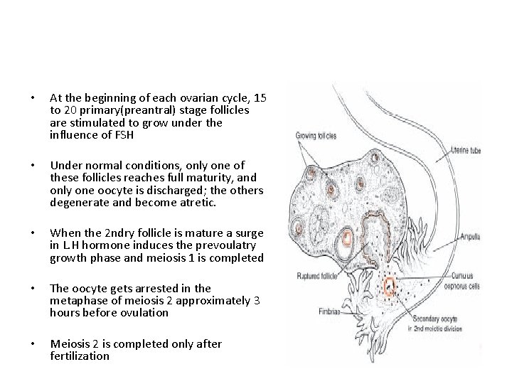  • At the beginning of each ovarian cycle, 15 to 20 primary(preantral) stage