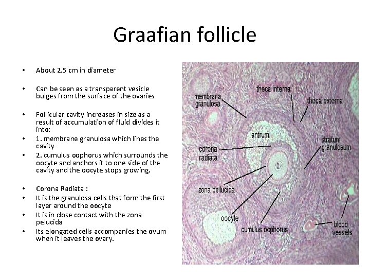 Graafian follicle • About 2. 5 cm in diameter • Can be seen as