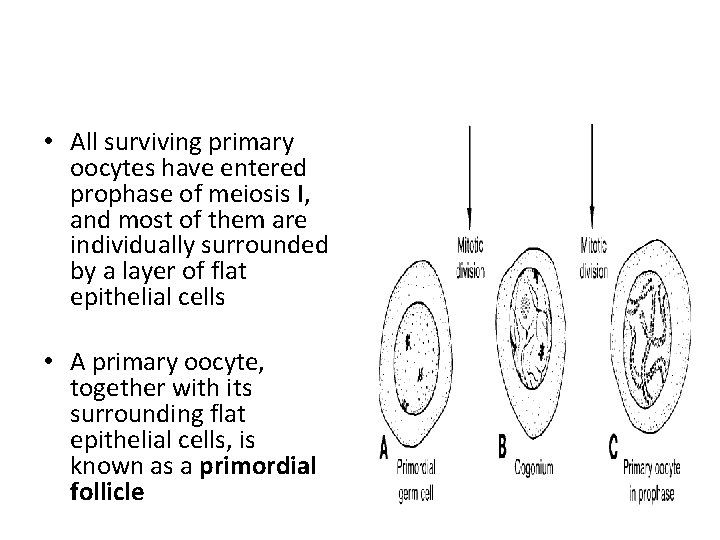  • All surviving primary oocytes have entered prophase of meiosis I, and most