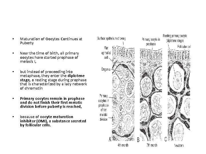  • Maturation of Oocytes Continues at Puberty • Near the time of birth,