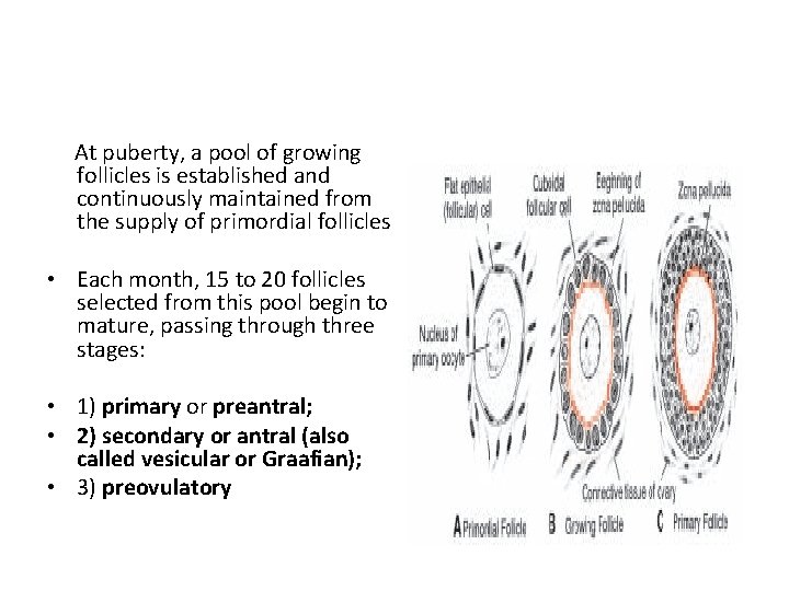 At puberty, a pool of growing follicles is established and continuously maintained from the