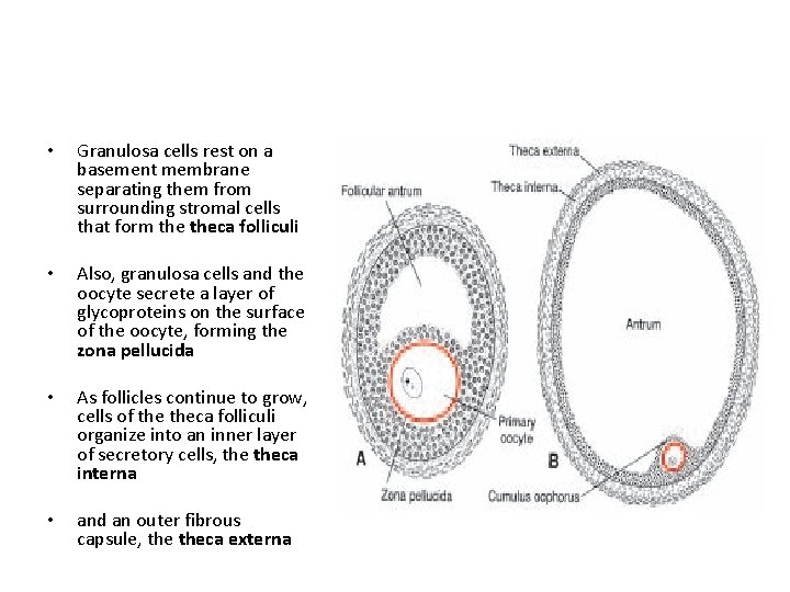  • Granulosa cells rest on a basement membrane separating them from surrounding stromal