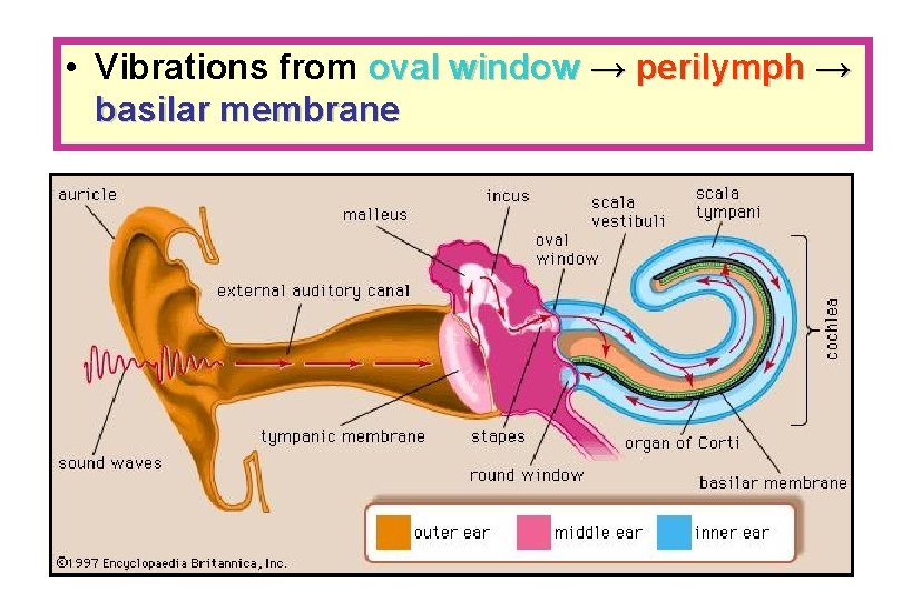  • Vibrations from oval window → perilymph → basilar membrane 