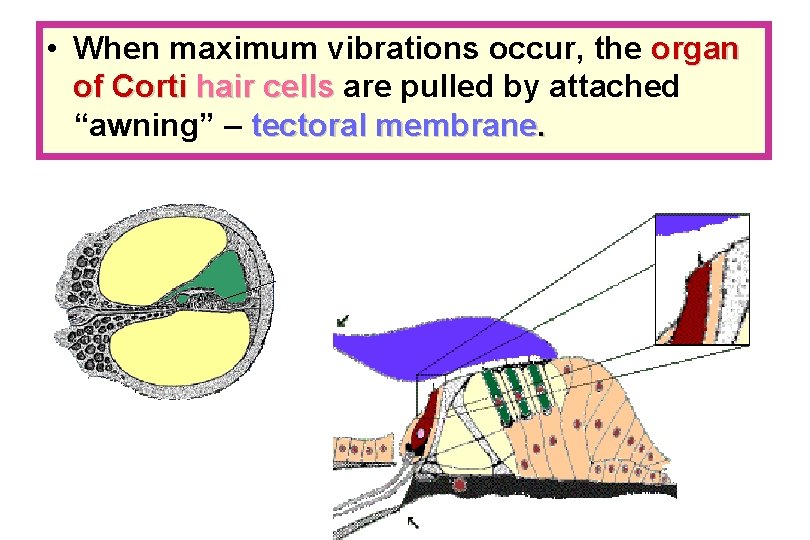  • When maximum vibrations occur, the organ of Corti hair cells are pulled