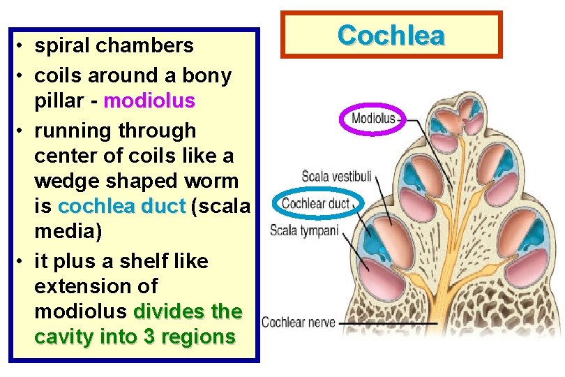  • spiral chambers • coils around a bony pillar - modiolus • running