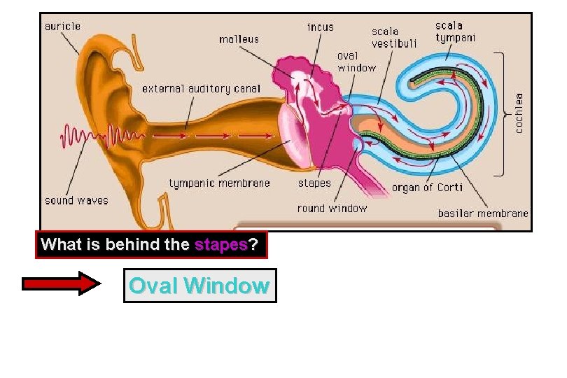 What is behind the stapes? Oval Window 