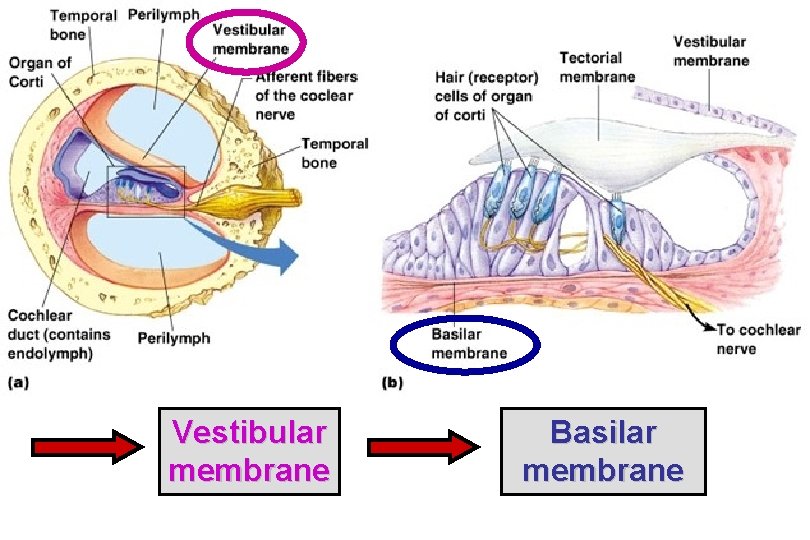 Vestibular membrane Basilar membrane 