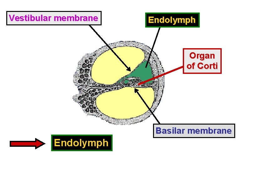 Vestibular membrane Endolymph Organ of Corti Basilar membrane Endolymph 