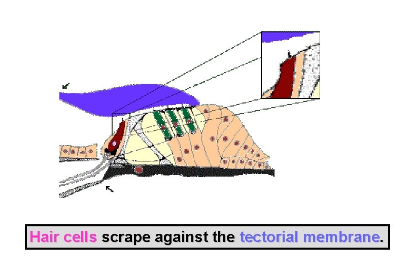 Hair cells scrape against the tectorial membrane. 