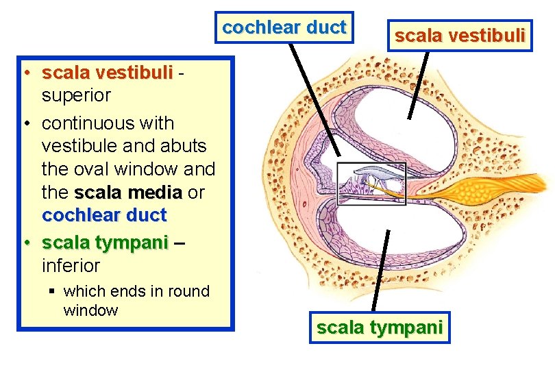 cochlear duct scala vestibuli • scala vestibuli superior • continuous with vestibule and abuts