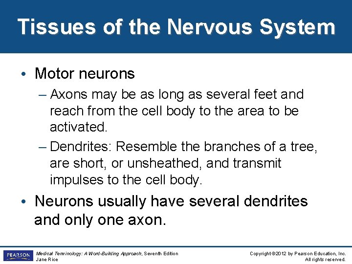 Tissues of the Nervous System • Motor neurons – Axons may be as long