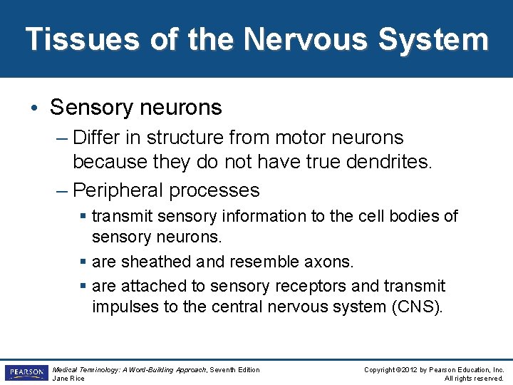Tissues of the Nervous System • Sensory neurons – Differ in structure from motor Tissues of the Nervous System • Sensory neurons – Differ in structure from motor