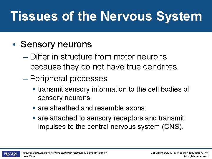 Tissues of the Nervous System • Sensory neurons – Differ in structure from motor