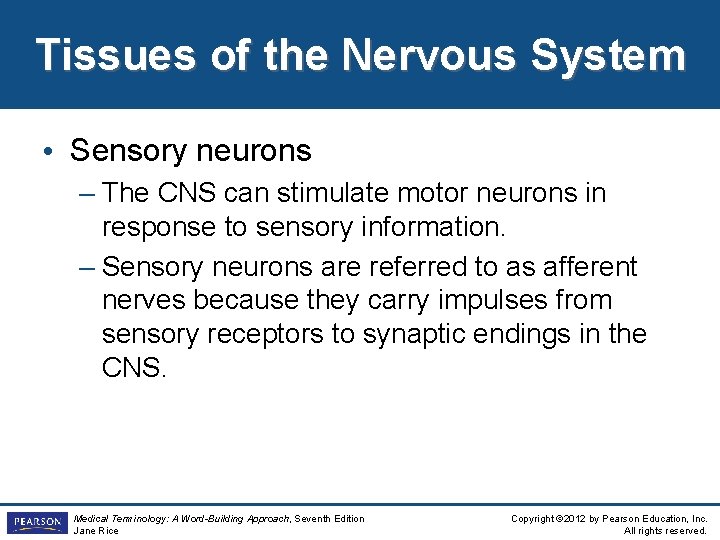 Tissues of the Nervous System • Sensory neurons – The CNS can stimulate motor