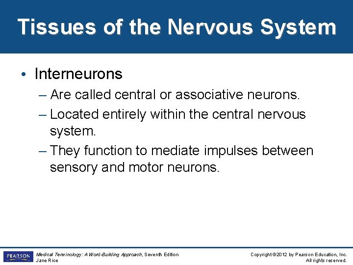 Tissues of the Nervous System • Interneurons – Are called central or associative neurons.