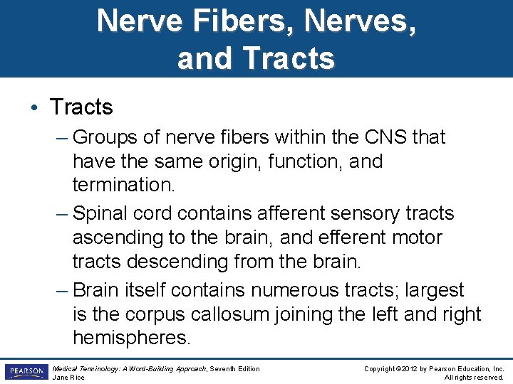 Nerve Fibers, Nerves, and Tracts • Tracts – Groups of nerve fibers within the
