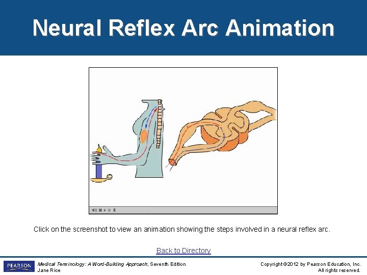 Neural Reflex Arc Animation Click on the screenshot to view an animation showing the Neural Reflex Arc Animation Click on the screenshot to view an animation showing the