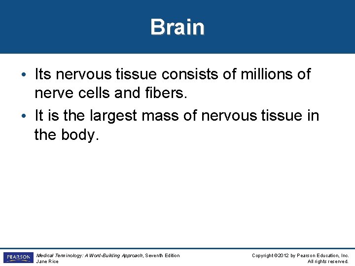 Brain • Its nervous tissue consists of millions of nerve cells and fibers. • Brain • Its nervous tissue consists of millions of nerve cells and fibers. •