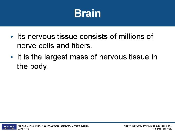 Brain • Its nervous tissue consists of millions of nerve cells and fibers. •