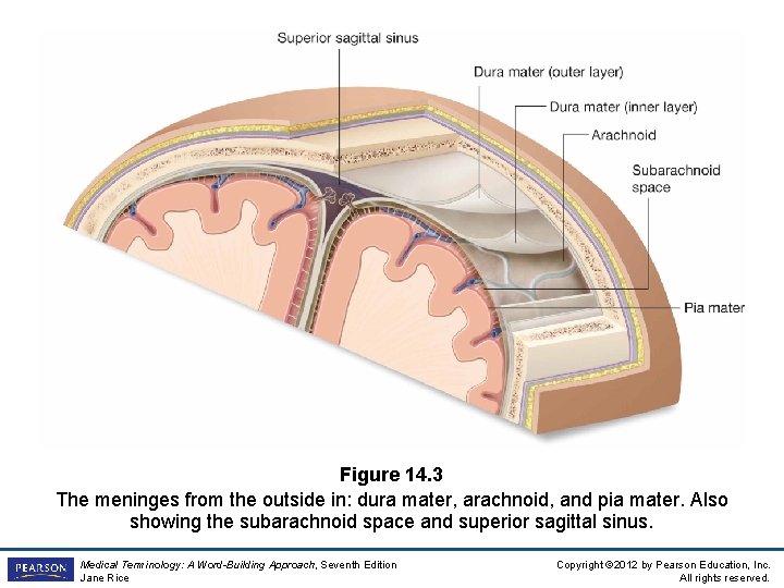 Figure 14. 3 The meninges from the outside in: dura mater, arachnoid, and pia Figure 14. 3 The meninges from the outside in: dura mater, arachnoid, and pia