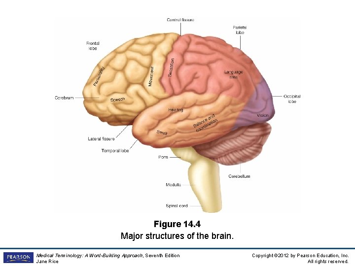 Figure 14. 4 Major structures of the brain. Medical Terminology: A Word-Building Approach, Seventh