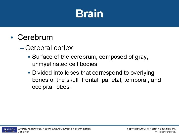 Brain • Cerebrum – Cerebral cortex § Surface of the cerebrum, composed of gray,