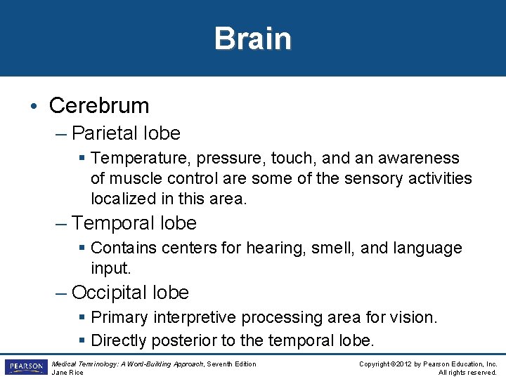 Brain • Cerebrum – Parietal lobe § Temperature, pressure, touch, and an awareness of Brain • Cerebrum – Parietal lobe § Temperature, pressure, touch, and an awareness of