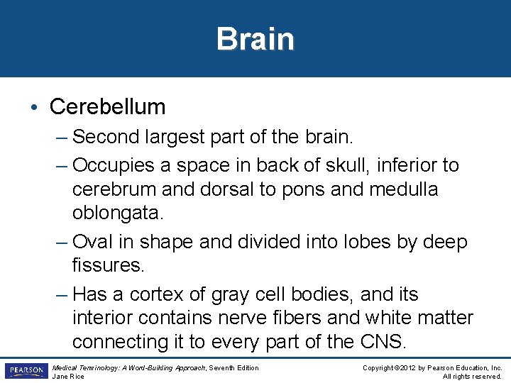 Brain • Cerebellum – Second largest part of the brain. – Occupies a space