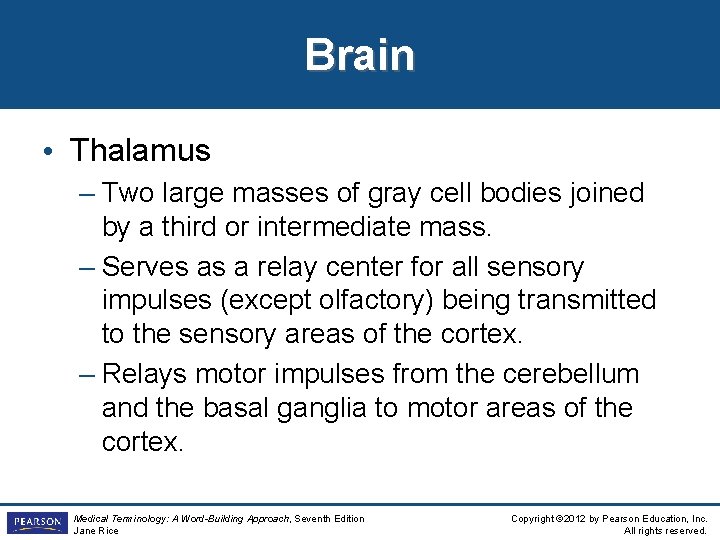 Brain • Thalamus – Two large masses of gray cell bodies joined by a