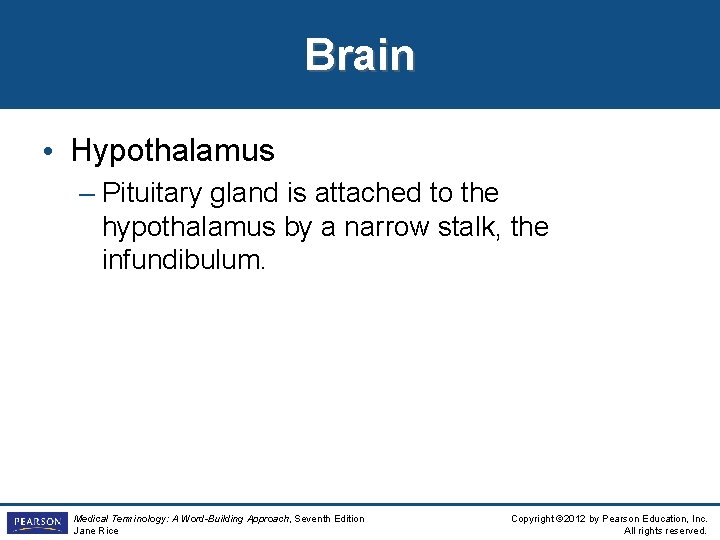 Brain • Hypothalamus – Pituitary gland is attached to the hypothalamus by a narrow