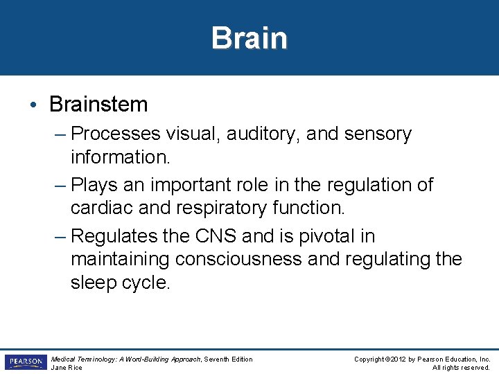 Brain • Brainstem – Processes visual, auditory, and sensory information. – Plays an important