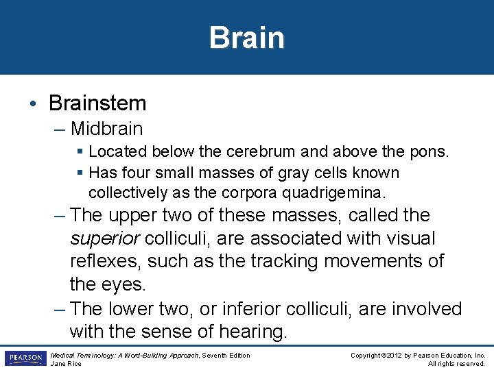 Brain • Brainstem – Midbrain § Located below the cerebrum and above the pons. Brain • Brainstem – Midbrain § Located below the cerebrum and above the pons.