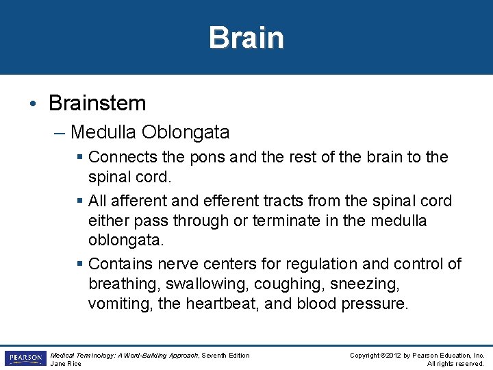 Brain • Brainstem – Medulla Oblongata § Connects the pons and the rest of