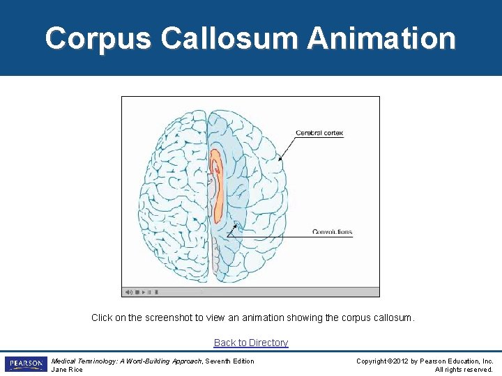 Corpus Callosum Animation Click on the screenshot to view an animation showing the corpus Corpus Callosum Animation Click on the screenshot to view an animation showing the corpus