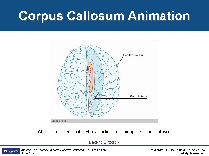 Corpus Callosum Animation Click on the screenshot to view an animation showing the corpus