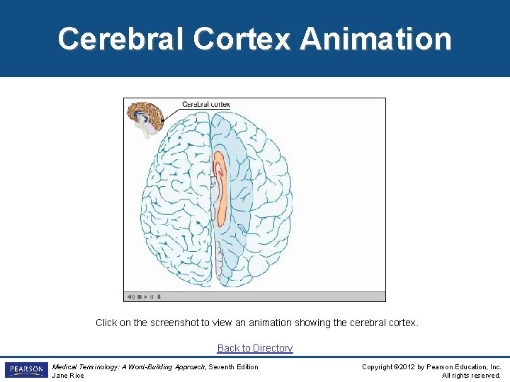 Cerebral Cortex Animation Click on the screenshot to view an animation showing the cerebral Cerebral Cortex Animation Click on the screenshot to view an animation showing the cerebral