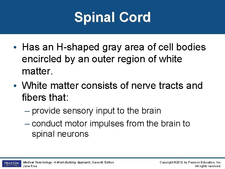 Spinal Cord • Has an H-shaped gray area of cell bodies encircled by an