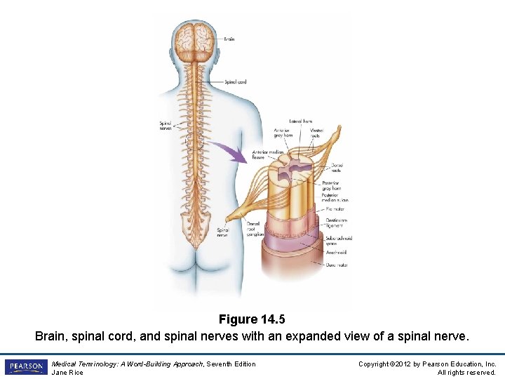 Figure 14. 5 Brain, spinal cord, and spinal nerves with an expanded view of Figure 14. 5 Brain, spinal cord, and spinal nerves with an expanded view of