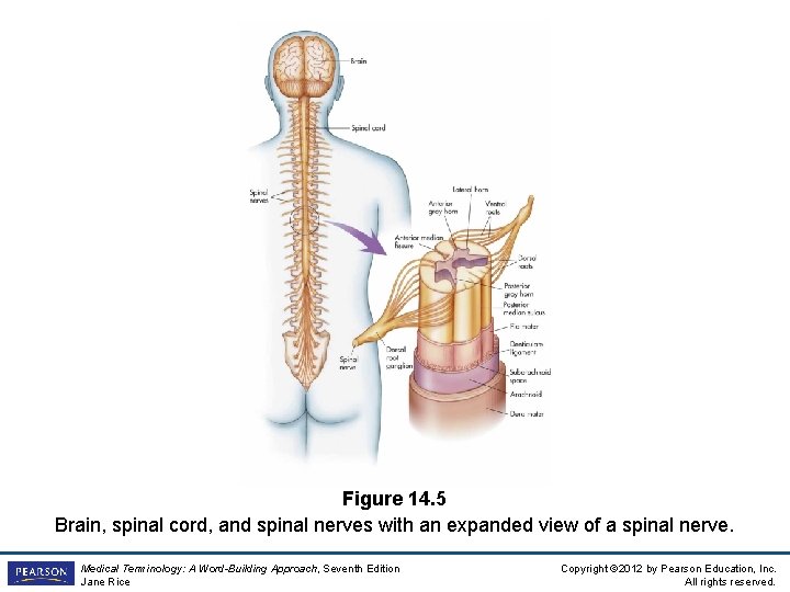 Figure 14. 5 Brain, spinal cord, and spinal nerves with an expanded view of