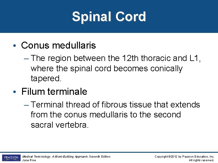 Spinal Cord • Conus medullaris – The region between the 12 th thoracic and Spinal Cord • Conus medullaris – The region between the 12 th thoracic and