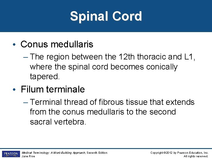 Spinal Cord • Conus medullaris – The region between the 12 th thoracic and